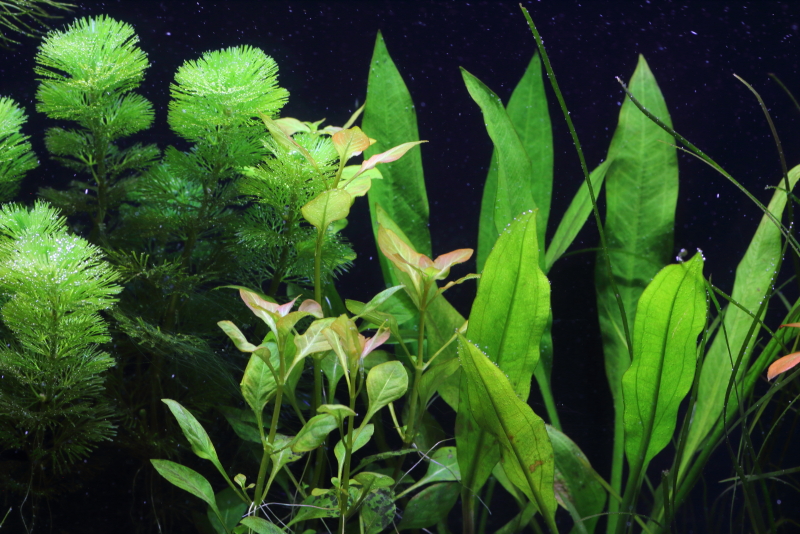 植栽から9日目
